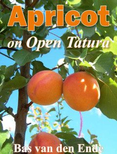 Apricot on Open Tatura