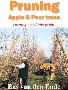 Apple and pear pruning