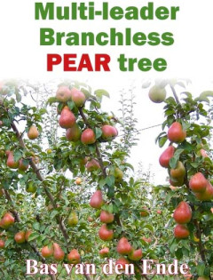 Branchless multi-leader pear tree